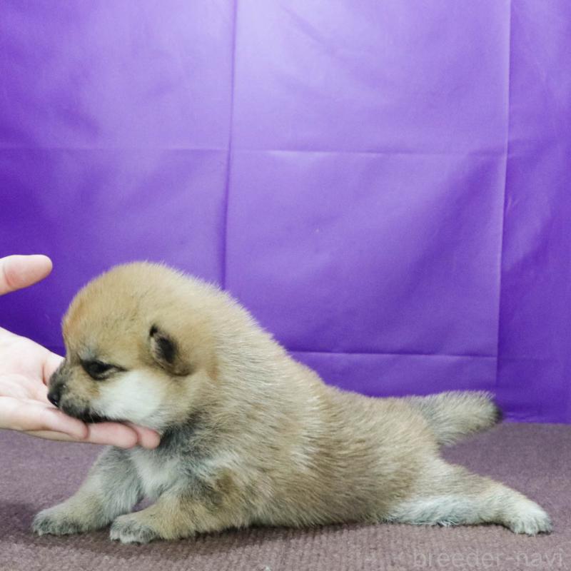 販売中の愛知県の柴犬-405247の2枚目